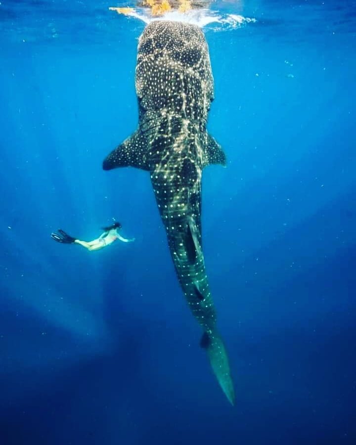 whaleshark sailkomodo.com
